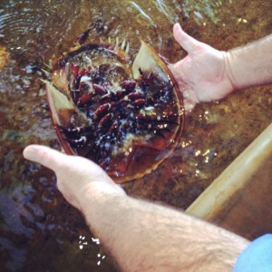 Horseshoe Crab