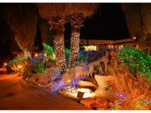 (Photo Courtesy of the Living Desert Museum)