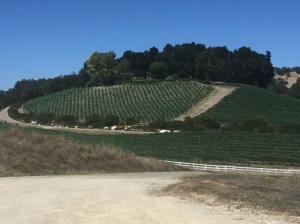 (Whalebone Winery - Photo by: Jill Weinlein)