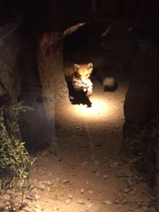 (Photo by Jill Weinlein)