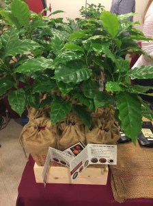 Plant a coffee tree in LA - Photo by Jill Weinlein