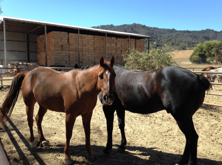 Screen Shot 2020-06-10 at 1.51.24 PM